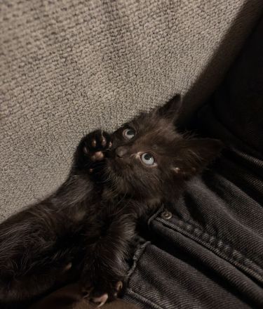 Britisch langhaar Katzen