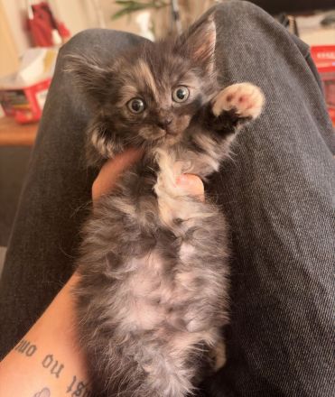 Britisch langhaar Katzen