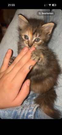 Britisch langhaar Katzen