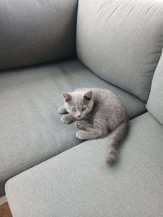 BKH Kitten blue reinrassig