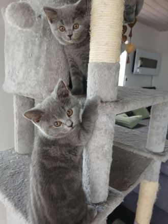 BKH Kitten blue reinrassig