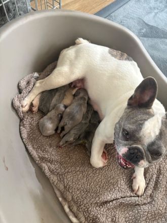Französische Bulldogge sucht ein liebevolles Zuhause 🐾