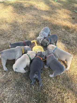Französische Bulldogge sucht ein liebevolles Zuhause 🐾