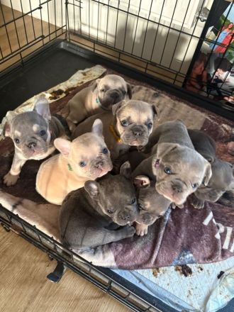 Französische Bulldogge sucht ein liebevolles Zuhause 🐾