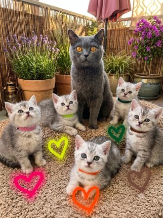 Katzenmutter mit 4Kitten