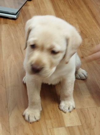Labrador Rüde, gelb, mit Papieren, genetisch getestet