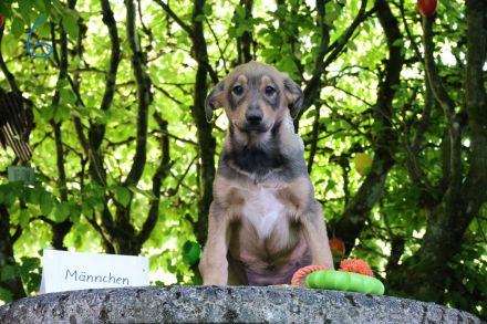 Hund, Welpe, Mischling