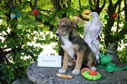 Hund, Welpe, Mischling