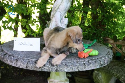 Hund, Welpe, Mischling