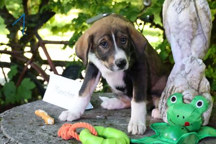 Hund, Welpe, Mischling