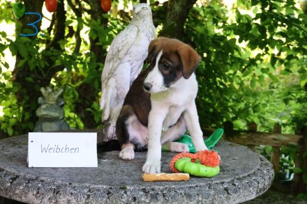 Hund, Welpe, Mischling