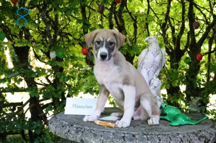 Hund, Welpe, Mischling