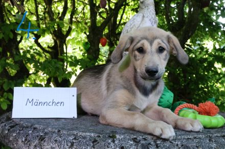 Hund, Welpe, Mischling