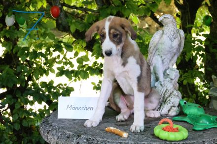 Hund, Welpe, Mischling