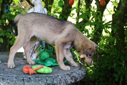 Hund, Welpe, Mischling