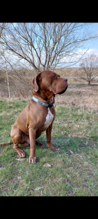 Mastiff-Rottweiler-Labrador Hündin