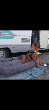 Mastiff-Rottweiler-Labrador Hündin