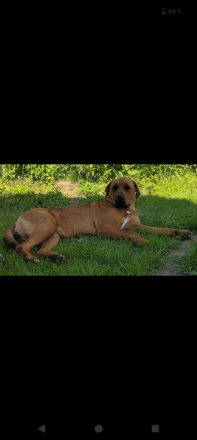 Mastiff-Rottweiler-Labrador Hündin