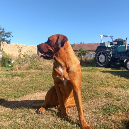 Mastiff-Rottweiler-Labrador Hündin