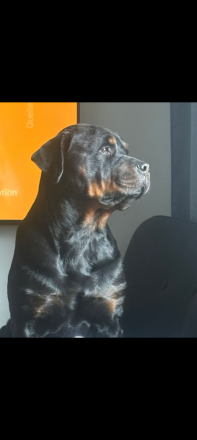 Mastiff-Rottweiler-Labrador Hündin