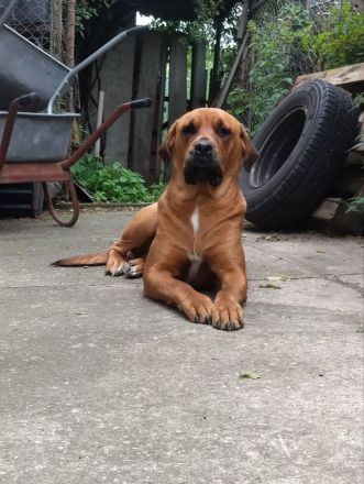 Mastiff-Rottweiler-Labrador Hündin