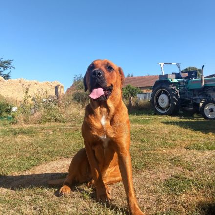 Mastiff-Rottweiler-Labrador Hündin