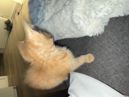 2 Baby Katzen suchen ein neues Zuhause