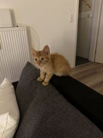 2 Baby Katzen suchen ein neues Zuhause