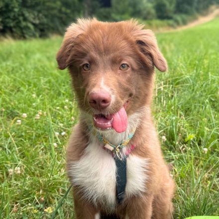 Romeo in 57627 Marzhausen sucht sein Für-immer-Zuhause