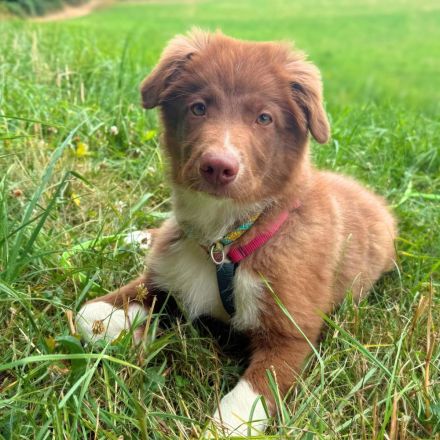 Romeo in 57627 Marzhausen sucht sein Für-immer-Zuhause
