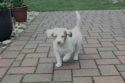Australian Shepherd Blue-Merle-Harlekin Color