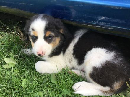Australian Shepherd Blue-Merle-Harlekin Color