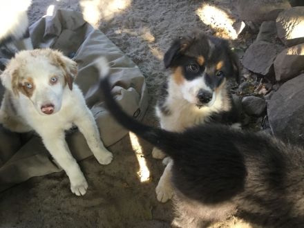Australian Shepherd Blue Merle Harlekin Color