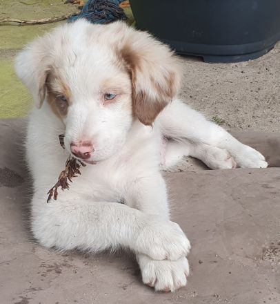 Australian Shepherd Blue-Merle-Harlekin Color