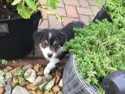 Australian Shepherd Blue-Merle-Harlekin Color