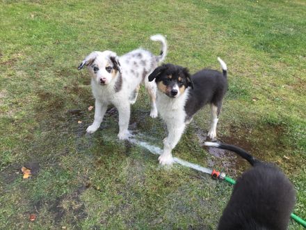 Australian Shepherd Blue Merle Harlekin Color
