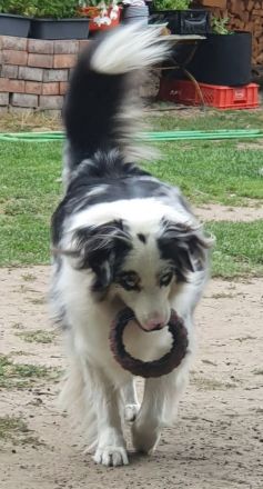 Australian Shepherd Blue-Merle-Harlekin Color