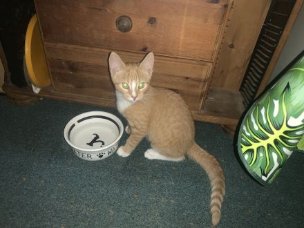 13 Wochen alter Kater sucht neue Familie