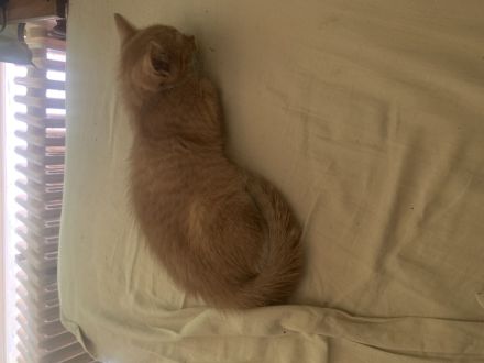 13 Wochen alter Kater sucht neue Familie