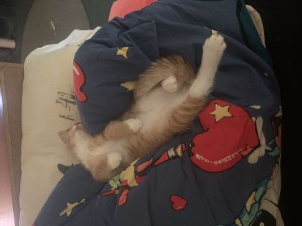 13 Wochen alter Kater sucht neue Familie