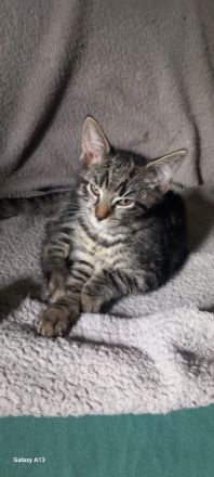 Süße Kitten suchen ein Zuhause ❤️