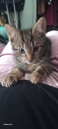 Süße Kitten suchen ein Zuhause ❤️