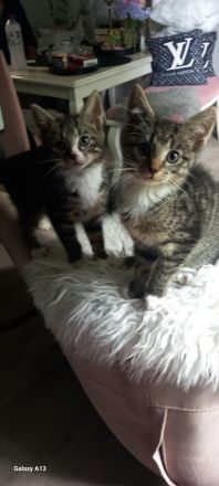Süße Kitten suchen ein Zuhause ❤️