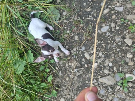 Reinrassiger Chihuahua-Rüde