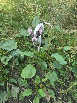 Reinrassiger Chihuahua-Rüde