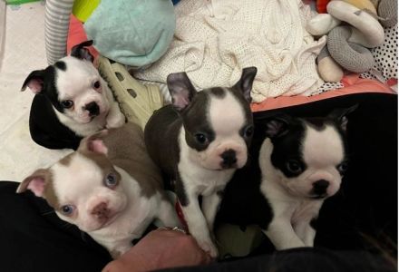 Boston-Terrier-Welpen