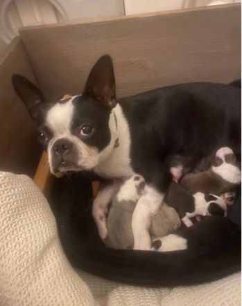 Boston-Terrier-Welpen