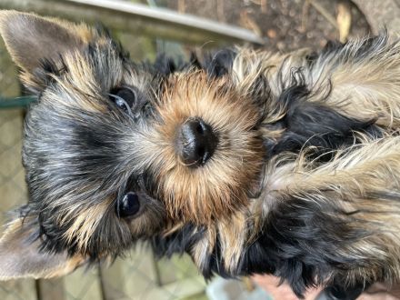 2 reinrassige Yorkshire Terrier Rüden, Welpen suchen neues Zuhause