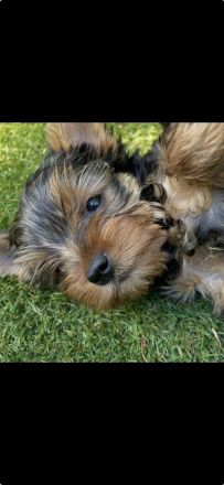 2 reinrassige Yorkshire Terrier Rüden, Welpen suchen neues Zuhause