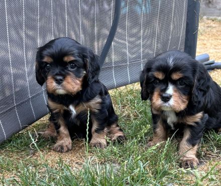 Cavalier King Charles Spaniel Welpen mit Ahnentafel